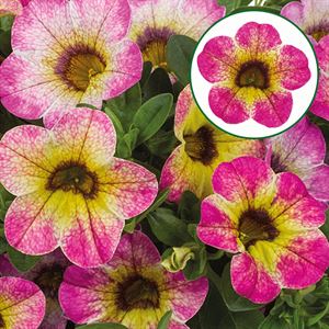 Bild von Calibrachoa P12 Diva Cherry